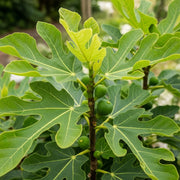 5ft Half Standard 'Ice Crystal Fig Tree | 15L Pot